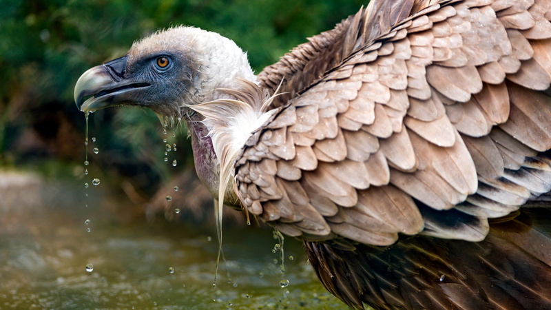 drops, bird, Grif, 2K, nature, water