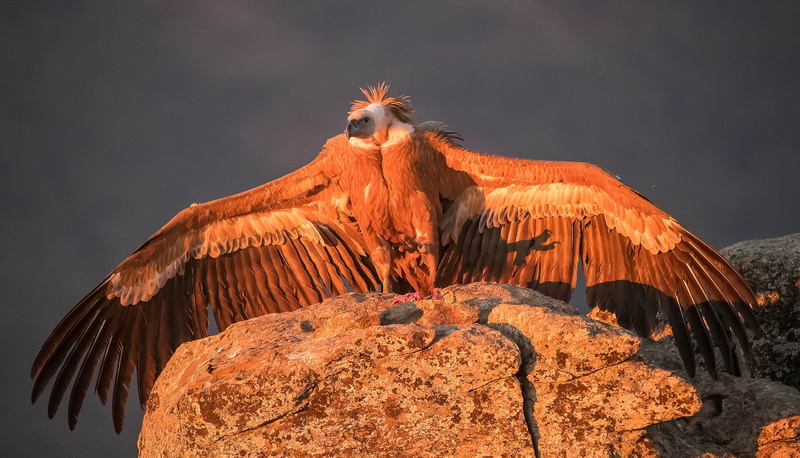 1080P, wings, bird, predator, Griffon vulture, Grif