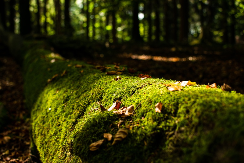close-up, focus on foreground, tribe, wilderness, beauty in nature, selective focus, nordic walking, day, leaves, root, trunk, forest, log, plant, autumn