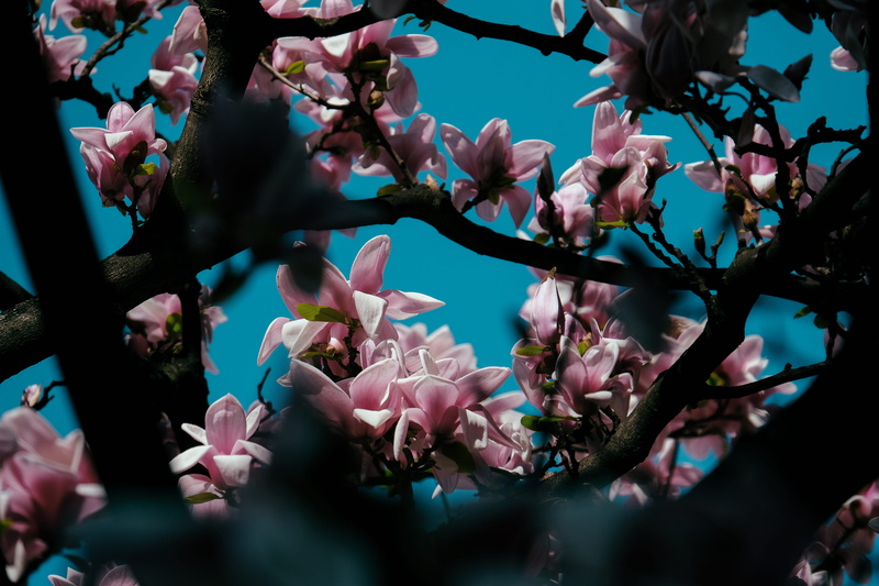 freshness, vulnerability, insect, close-up, bud, plant, low angle view, petaled, fragility, produce, branch, person, pink, tree, blossom, flowers, petal
