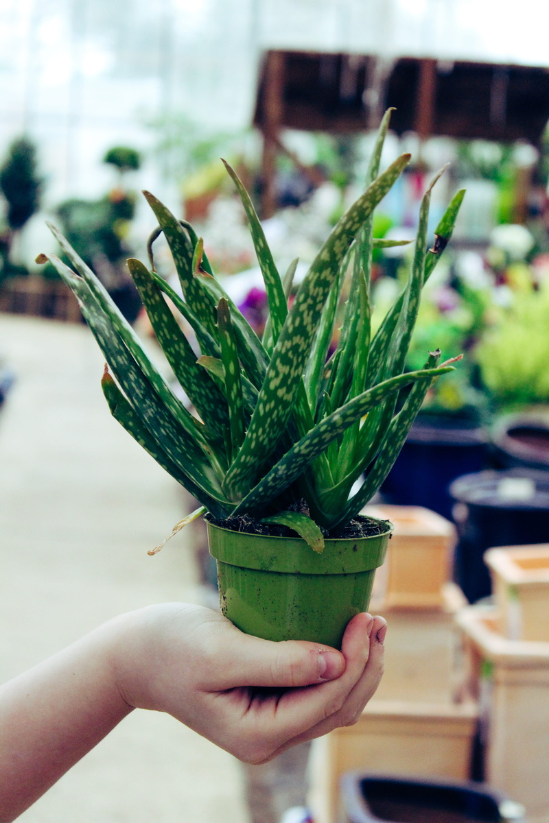 holding, 5K, cactus, food and drink, human hand, animal, outdoors, aloe, flower, fruit, focus on foreground, close-up, blossom, pot, human body part, one person