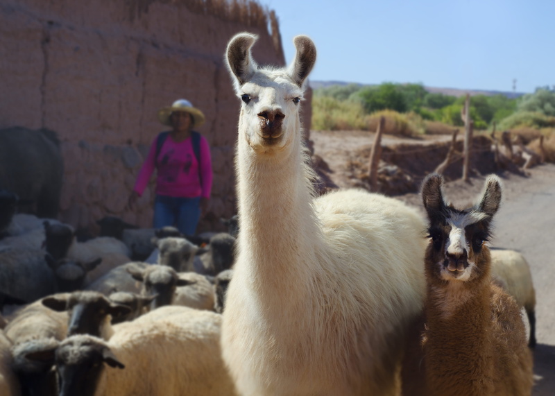 4K, two animals, chile, standing, guanacos, atacama desert, lhama, mammal, south america, portrait, animal head, nature, herbivorous, domestic, group of animals