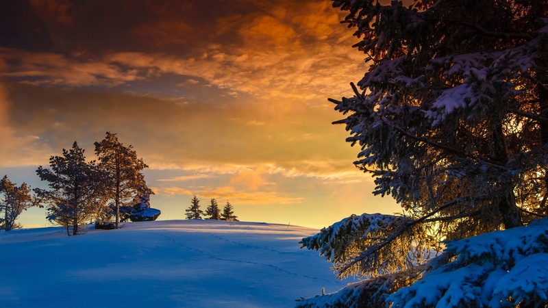 non-urban scene, tranquility, snow, plant, rock, coniferous tree, Norway, tree, no people, snowcapped mountain, green, cold temperature, covering, cloud - sky