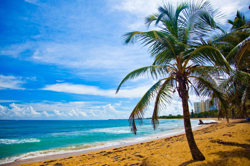 sand, beauty in nature, plant, tree, sea, cloud - sky, no people, daytime, sky, horizon over water, Puerto Rico, palm leaf, tranquil scene, palm tree, horizon