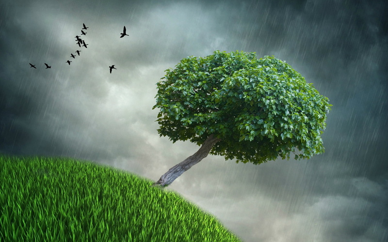 Dark, Rainy, Leaves, Creative, Clouds, Grass, Pictures, Green, Birds, 1080P, Lonely, Tree