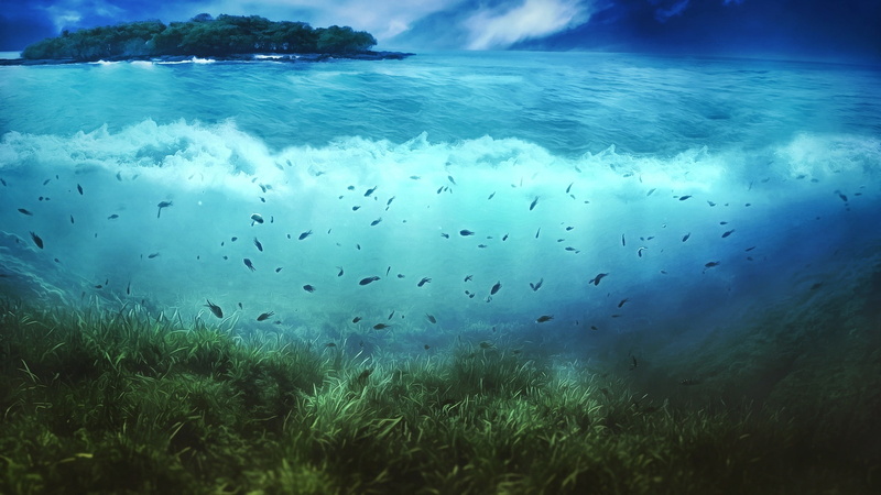 Algae, Creative, Pictures, Water, Island, Trees, Fish, 1080P