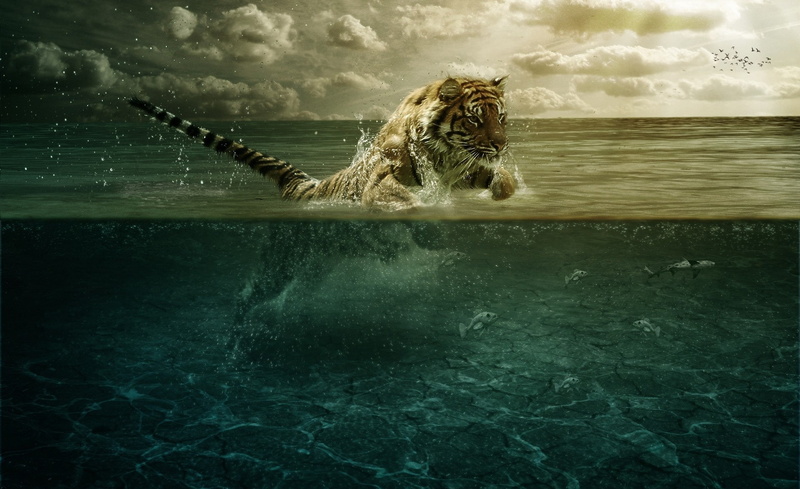 Wild, Playing, Clouds, animal themes, body, Design, nature, mammal, Creative, animal wildlife, sea, waterfront, outdoors, horror, Aero, digital composite