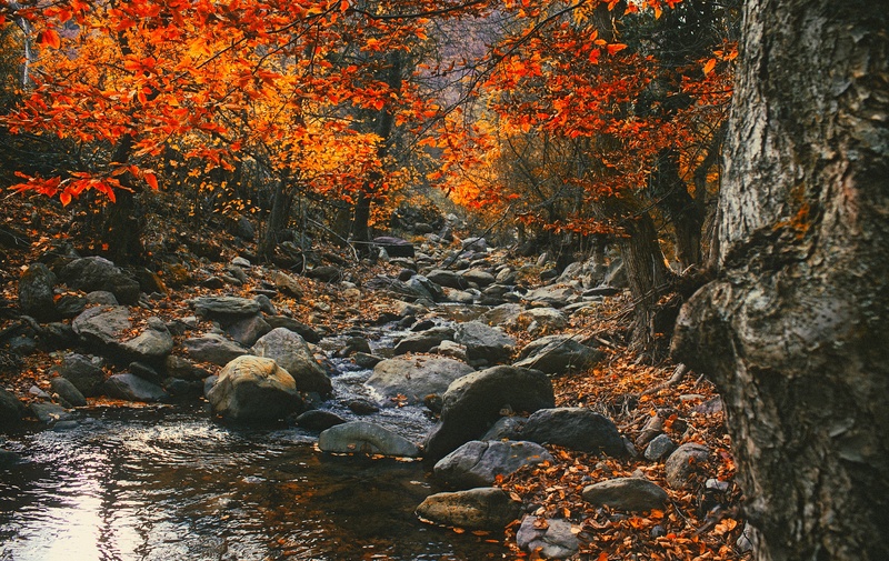 plant, river, nature, foliage, water, scenic, reflections, season, beautiful, fall, woodland, land, no people, forest, leaves, autumn, woods, colorful
