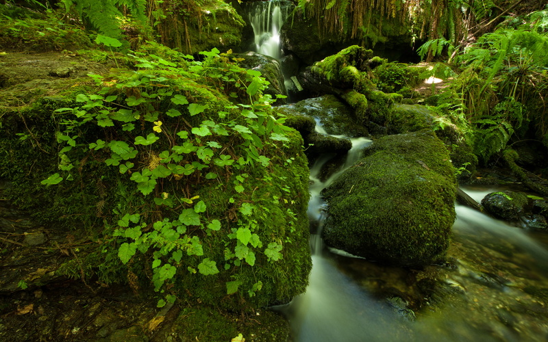 stream, timelapse, fern, rocks, hd, moss, 2K, green, nature, jungle, stones, forest