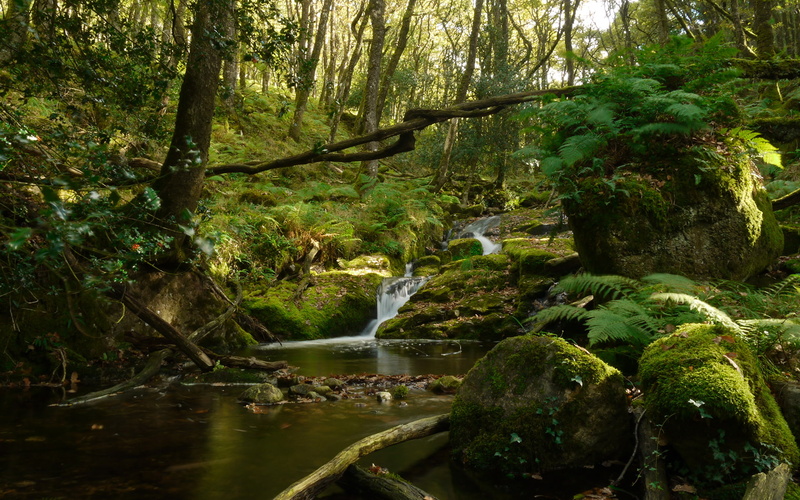stream, forest, green, rocks, hd, 1080P, jungle, stones, nature, moss
