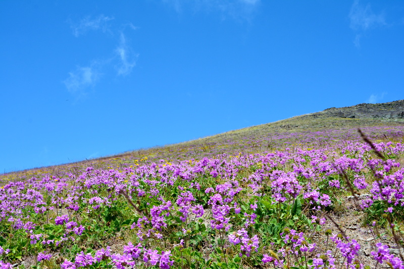 purple, flowering plant, no people, cloud, landscape, holiday, high, scenics - nature, lake, flower head, photography, rize, tranquil scene, land, plant