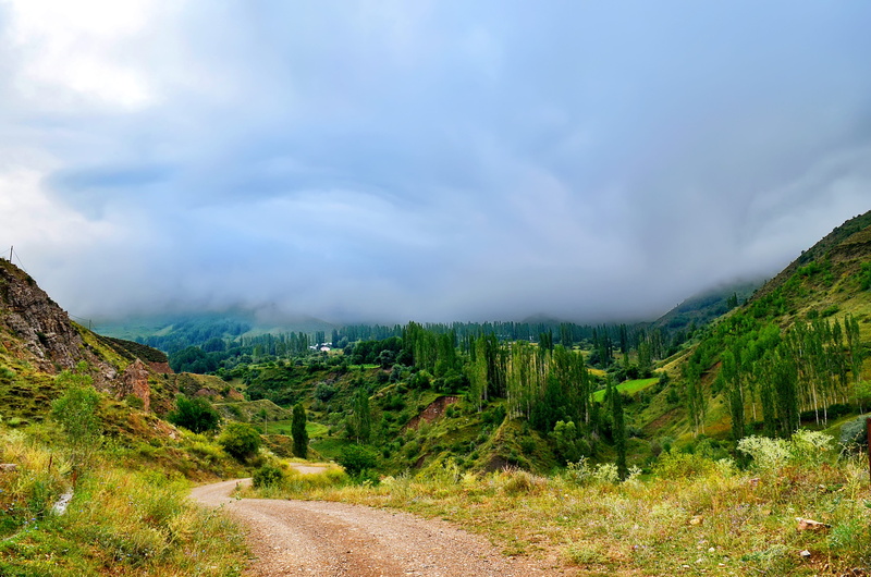 background, highland, natural turkey, mountain, peace, direction, flowers, rocks, tree, non-urban scene, kaçkars, natur, landscape, land, landscapes nature