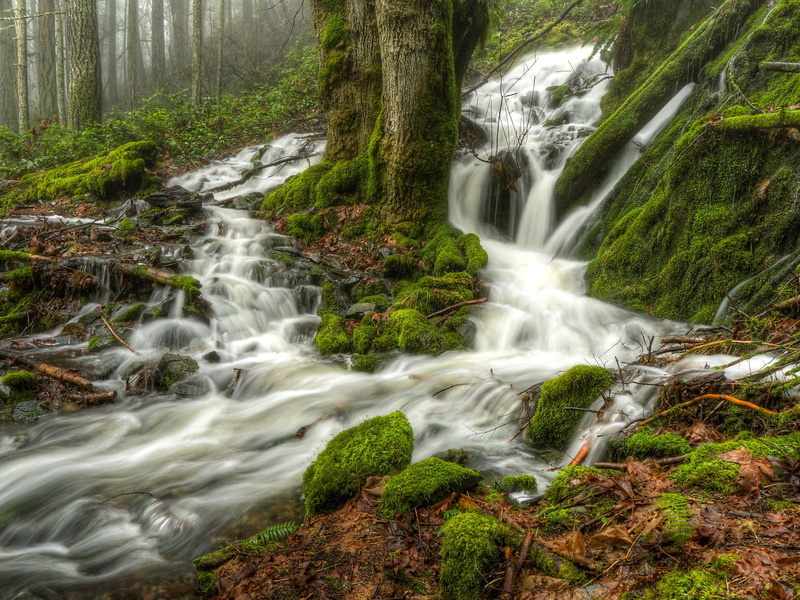 maple, forest, Gulf Islands, Canada, West Coast, island, moss, rock - Object, waterfall, 2K, body of water, beauty In Nature, painting, Maple Trees, Leaf