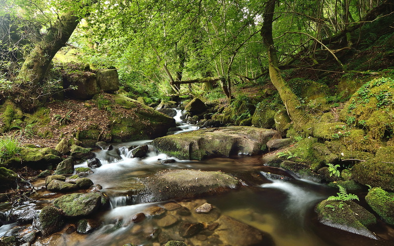 nature, trees, green, 1080P, stream, forest, rocks, moss, stones, hd