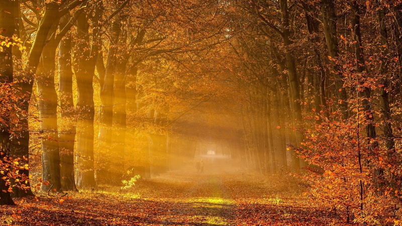 park, autumn collection, 1080P, change, lapse, sunlight, path, forest, photography, tranquility, sun rays, mist, fog, leaves, fall, time, nature, tree