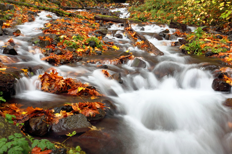 nature, Bridal  Veil  Oregon, Leaves, 5K, beauty In Nature, scenics, landscape, lapse, photo, time lapse, Creek, outdoors, tree, D  Mark, rock - Object