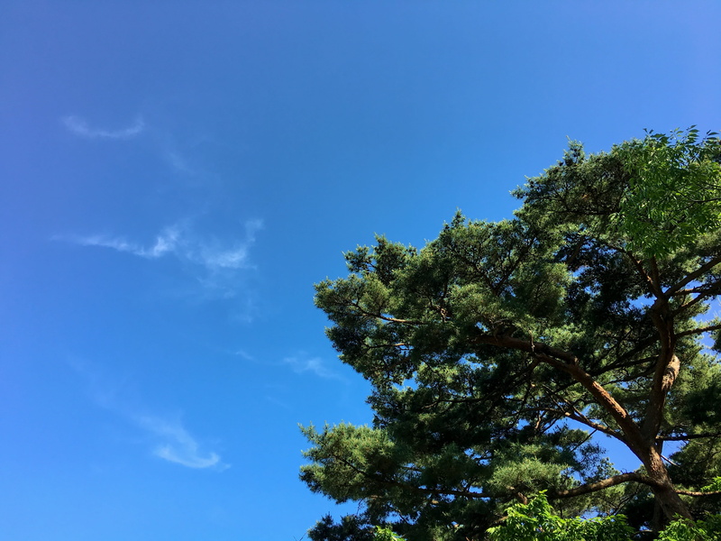 plant, mountain, treetop, green color, Beautiful, water, spring, high, green, background, Sky, Pine, landmark, stone, exotic, beauty in nature, low angle view