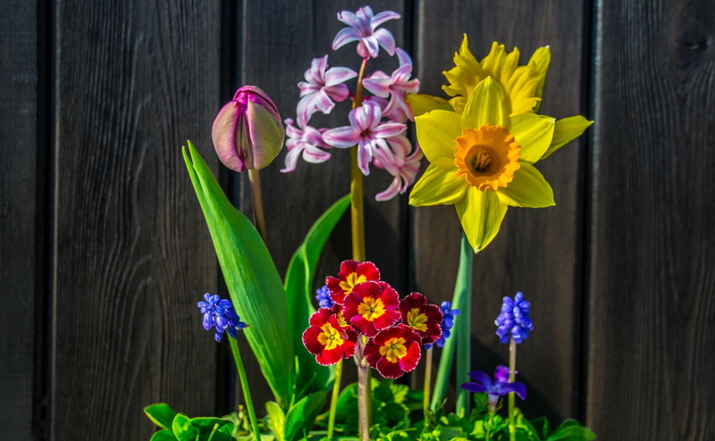 purple, Background, beauty in nature, petal, no people, tulip, flower, flower arrangement, flower pot, yellow, growth, pink, bunch of flowers, close-up