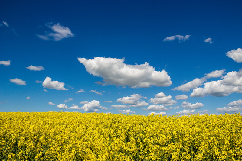 field, Sky, fields, springtime, Himmel, cloud - Sky, canola, photograph, moln, Cloud, summer, flower, Landskap, outdoors, 5K, blue, Landscape, Countryside