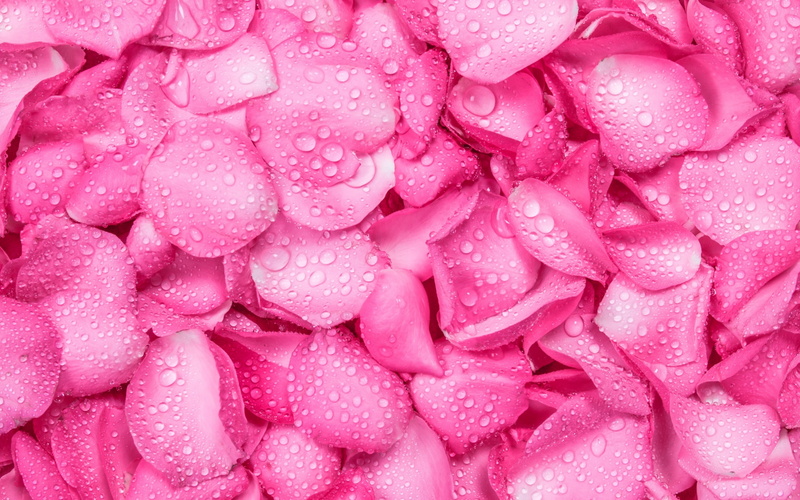 2K, petal, pink, water drop, trandafir, carpet, texture, summer, rose, Rose petals, vara, skin