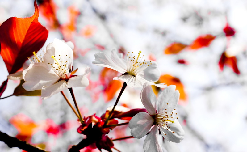 no people, cherry blossom, branch, flowers, freshness, plant, petal, blossoms, flowering plant, fragility, outdoors, season, nature, close-up, Seasons