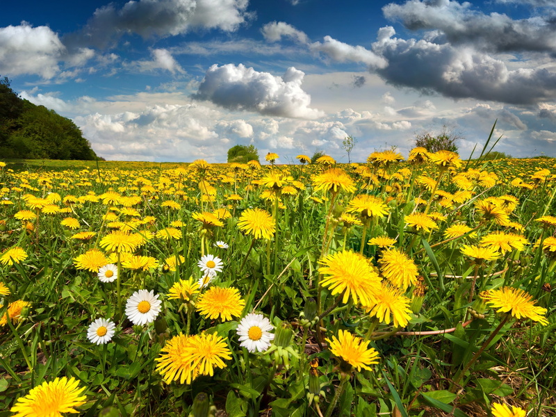 Flowers, Field, Nature, Spring, 2K, Sky, Scenery