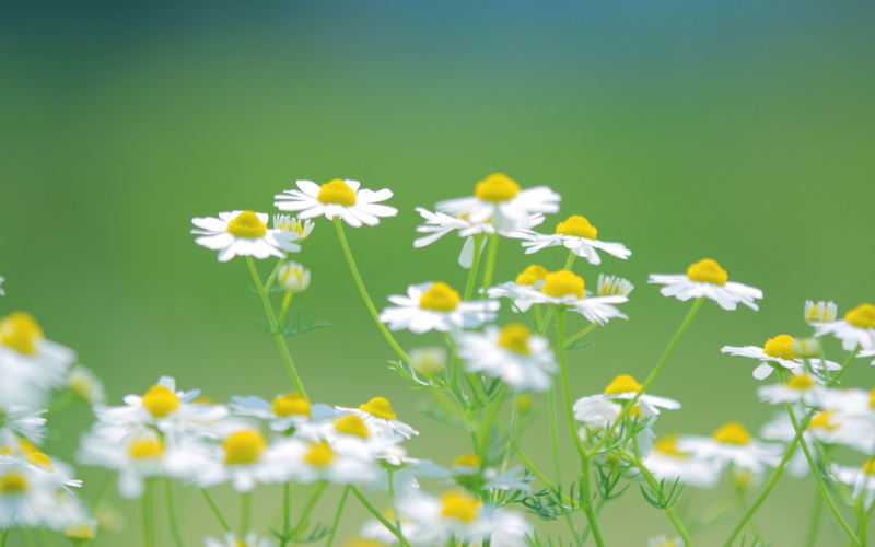 Daisies, 2K, Green, Background, Summer, Flowers, White, Nature