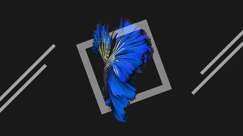 Dark background, Blue, Black, Harmony, 4K, Fish, iOS, 4K