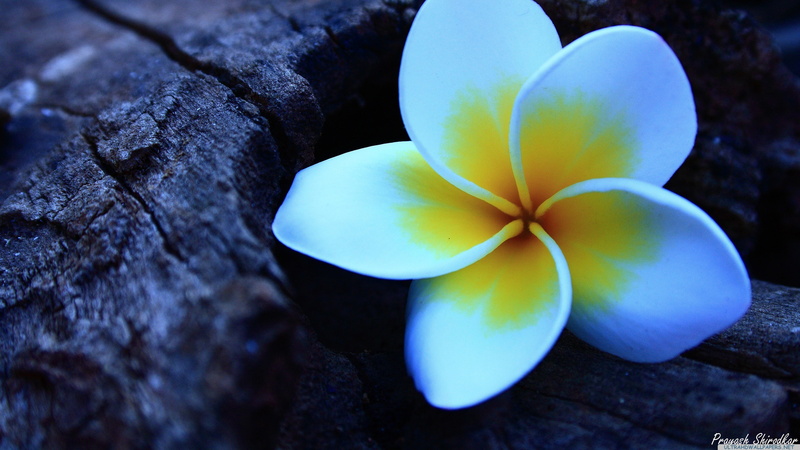 flowering plant, vulnerability, white, flowers, growth, close-up, yellow, fragility, frangipani, outdoors, no people, petal, flower, day, flower head, 4K