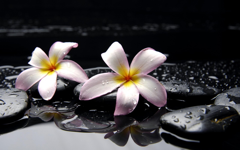 1080P, water, stones, desktop, petaled, flowers, drops, purple, zen, white, yellow, relax, rocks, photo, pair