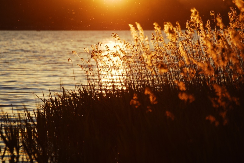 scenic, grass, holiday, evening sky, near, plant, hour, rest, flower, reflection, sun, atmospheric, 4K, sky, silhouette, sea, meditation, mood, brown