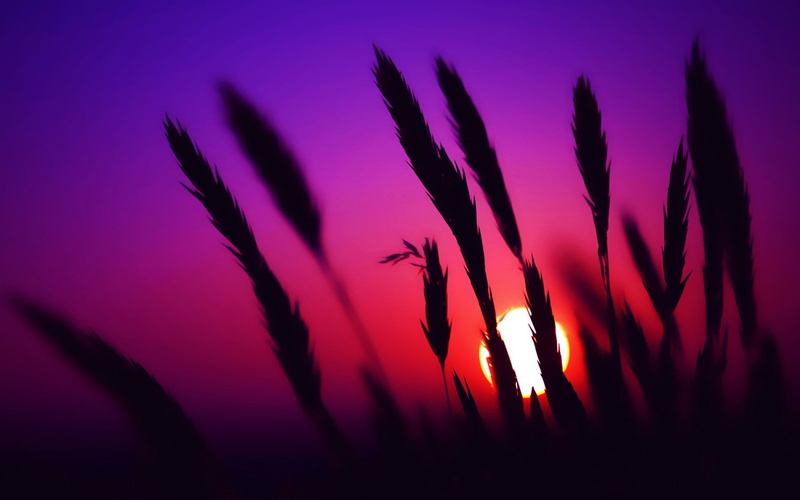 sunset, no people, spikelets, silhouette, growth, romantic sky, field, focus on foreground, close-up, purple, 1080P, land, flowering plant, flower, sky