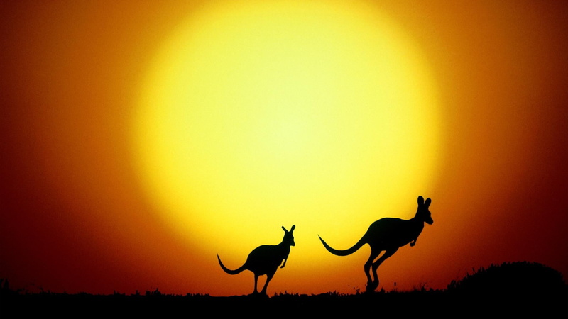 silhouette, Australia, nature, animals, kangaroos, 1080P, sunset