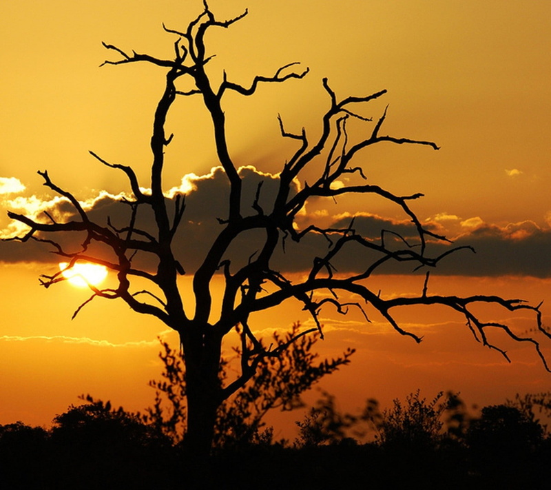 720P, branch, orange color, sunset, dramatic sky, back lit, plant, scenics - nature, sky, silhouette, tree, romantic sky, bare tree, environment, landscape