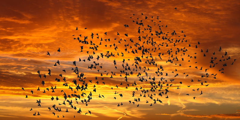flock of birds, animal themes, beauty in nature, mid-air, travel destinations, photography, bird flight, emotions, bird, animal, silhouette, abendstimmung