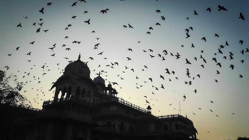 india, outdoors, sunset, flock of birds, culture, fly, monument, wilderness, large group of animals, animals in the wild, feather, historic, nature, sky