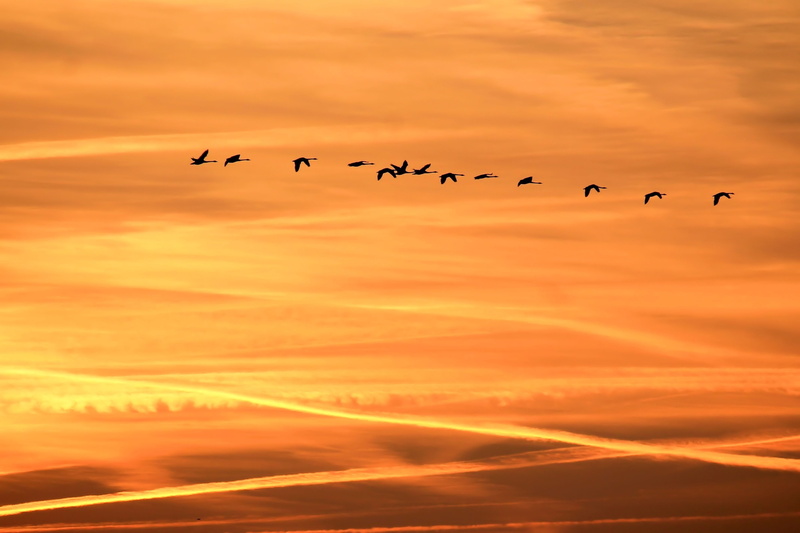sunset, flying birds, backgrounds, large group of animals, group of animals, landscape, animal, sunrise, beauty in nature, birds, flock, cloud - Sky, 4K