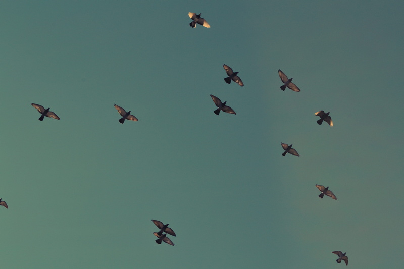 large Group Of Animals, wildlife, group Of Animals, freedom, butterfly - insect, black, low angle view, vertebrate, spread wings, outdoors, mid-air, clear sky