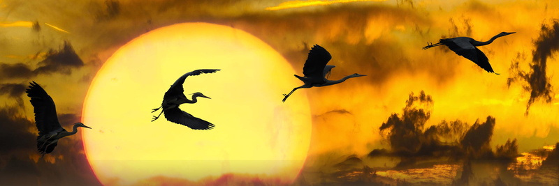 sky, water, group of animals, animal, vertebrate, birds, sunset, animal themes, sun, no people, flyers, panoramic, flock of birds, motion, spread wings