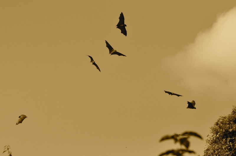 beauty in nature, scary, clear sky, spread wings, daytime, animal wildlife, fly, animal themes, dracula, eagle, wings, sky, large group of animals, wing