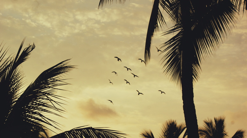 cloud - sky, blue, palm leaf, no people, tropical climate, birds, animal, plant, natural, silhouette, landscape, animal wildlife, coconut palm tree, low angle view