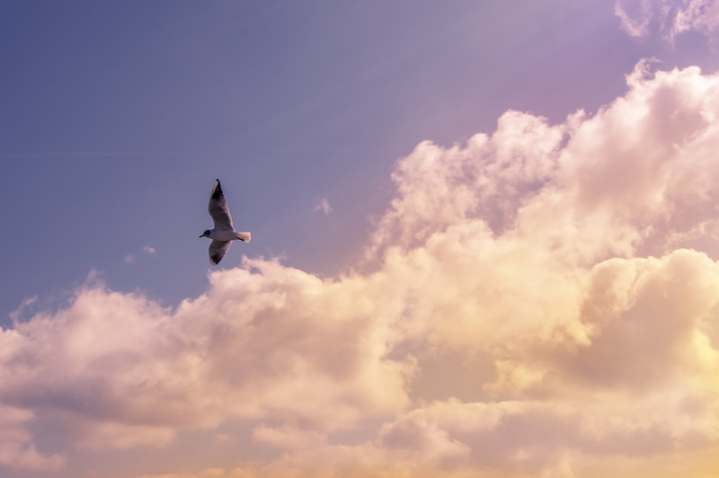 beauty in nature, flying, mid-air, animals in the wild, low angle view, animal wildlife, animal themes, white, outdoors, time, animals, airplane, black