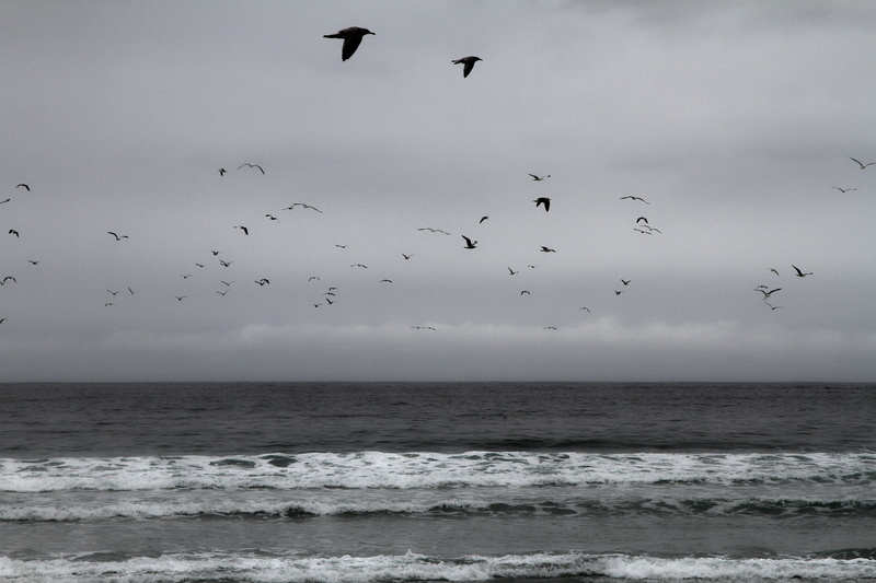 birds, near, sky, animal wildlife, body, mid-air, black and white, cloudy, seagull, vertebrate, motion, no people, photo, travel, animals in the wild, animal