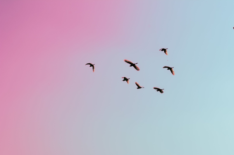 medium group of animals, sky, animal themes, pink color, bird, skiy, animal wildlife, sunrise, 5K, nature, animals in the wild, on the move, flock of birds