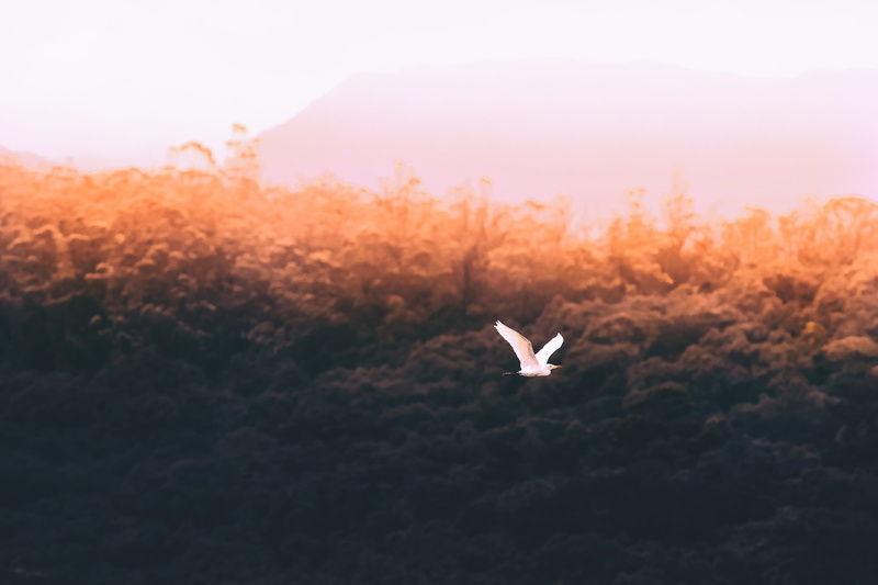 flying, 4K, one animal, day, trees, souls, animals in the wild, land, cattle, no people, animal Wing, animal, animal wildlife, sunset, nature, spread wings