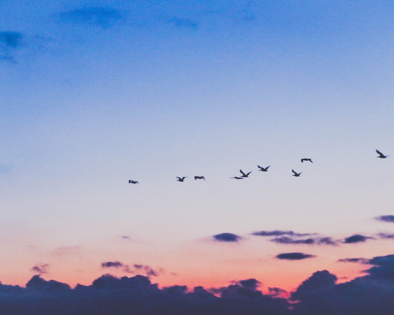 nature, animal, tranquility, sky, blue and red sky, no people, cloud, beauty in nature, flocks, 4K, cloud - sky, animals in the wild, animal wildlife
