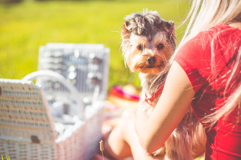 summer, emotion, sunlight, Yorkshire Terrier, relax, holidays, happiness, food, 4K, people, Cute, fun, portrait, looking at camera, girls, canine, domestic animals
