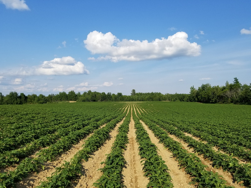 sky, crop, landscape, rural scene, agriculture, nature, trail, farming, field, plant, potato, potatoes, no people, cloud - sky, green color, day, growth