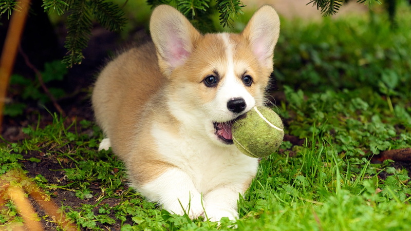 day, white, animal, grass, pomeranian, panting, brown, puppies, vertebrate, domestic animals, puppy, nature, portrait, animal themes, no people, animal head
