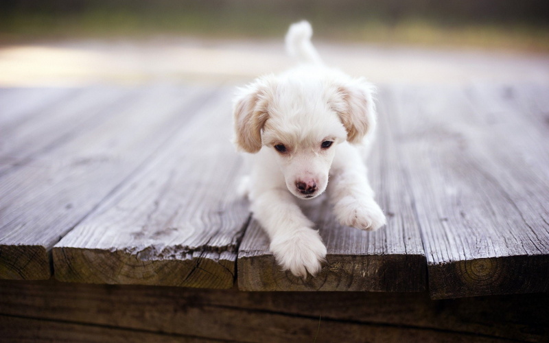 domestic, cute, young animal, domestic animals, selective focus, animal, dog, puppies, mouth open, wooden surface, canine, small, innocence, vertebrate